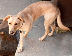 German Shepherd Golden Retriever Mutt