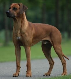 Rhodesian Ridgeback