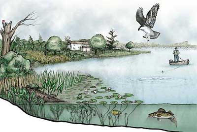 Painting of a lake with many plant species living in it and on the land beside it as well as a couple of fish in the water and a hunting hawk in the sky. A man in a small boat is fishing.