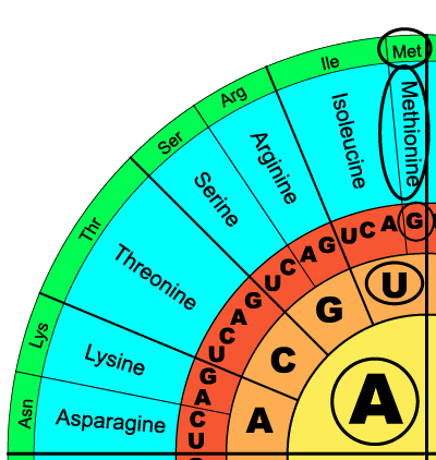 08_aug genetic code example