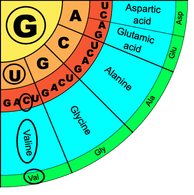 09_GUC genetic code example
