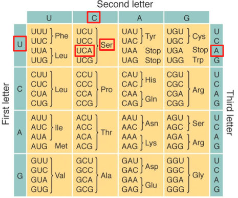 12_UCA genetic code example, tabular