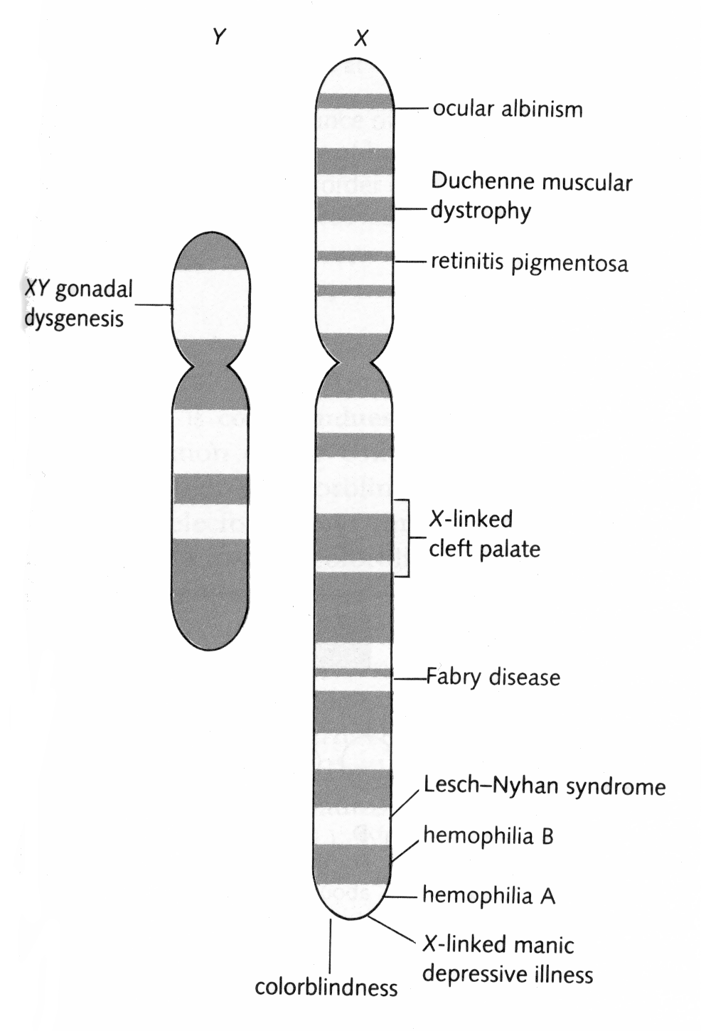 14_X and Y chromsome partial gene map (Image17)
