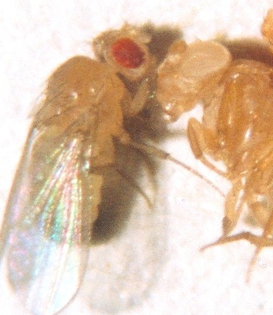 18_a_drosophila ey colors