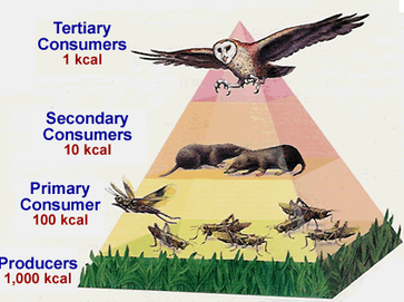 From top to bottom: Tertiary Consumers (1 kcal) one barn owl; Secondary Consumers (10 kcal) two shrews; Primary Consumers (100 kcal) seven grasshoppers; Producers (1,000 kcal) grass.