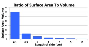 13_surface area-volume ratio