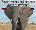 Elephant with ears labeled with the word "Heat". Caption: Ears increase surface area for heat diffusion.