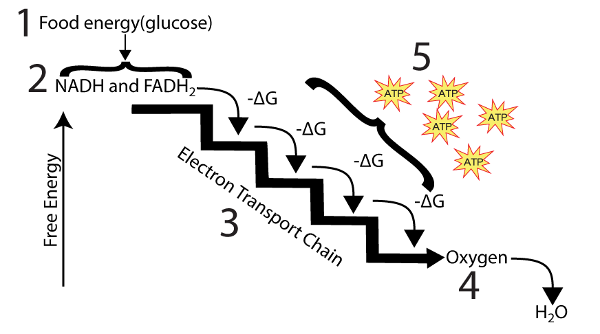 01_high-concept-energy-flow-with-nadh-and-fadh2-etc-with-numbers
