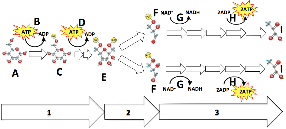 04_glycolysis-partially-numbered