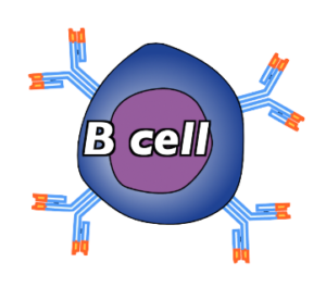 05_immature-b-cell-with-receptors
