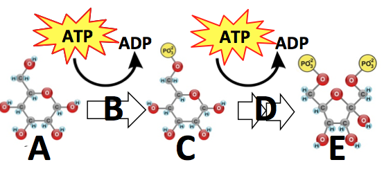 05a_glycolysis-investment-clarified