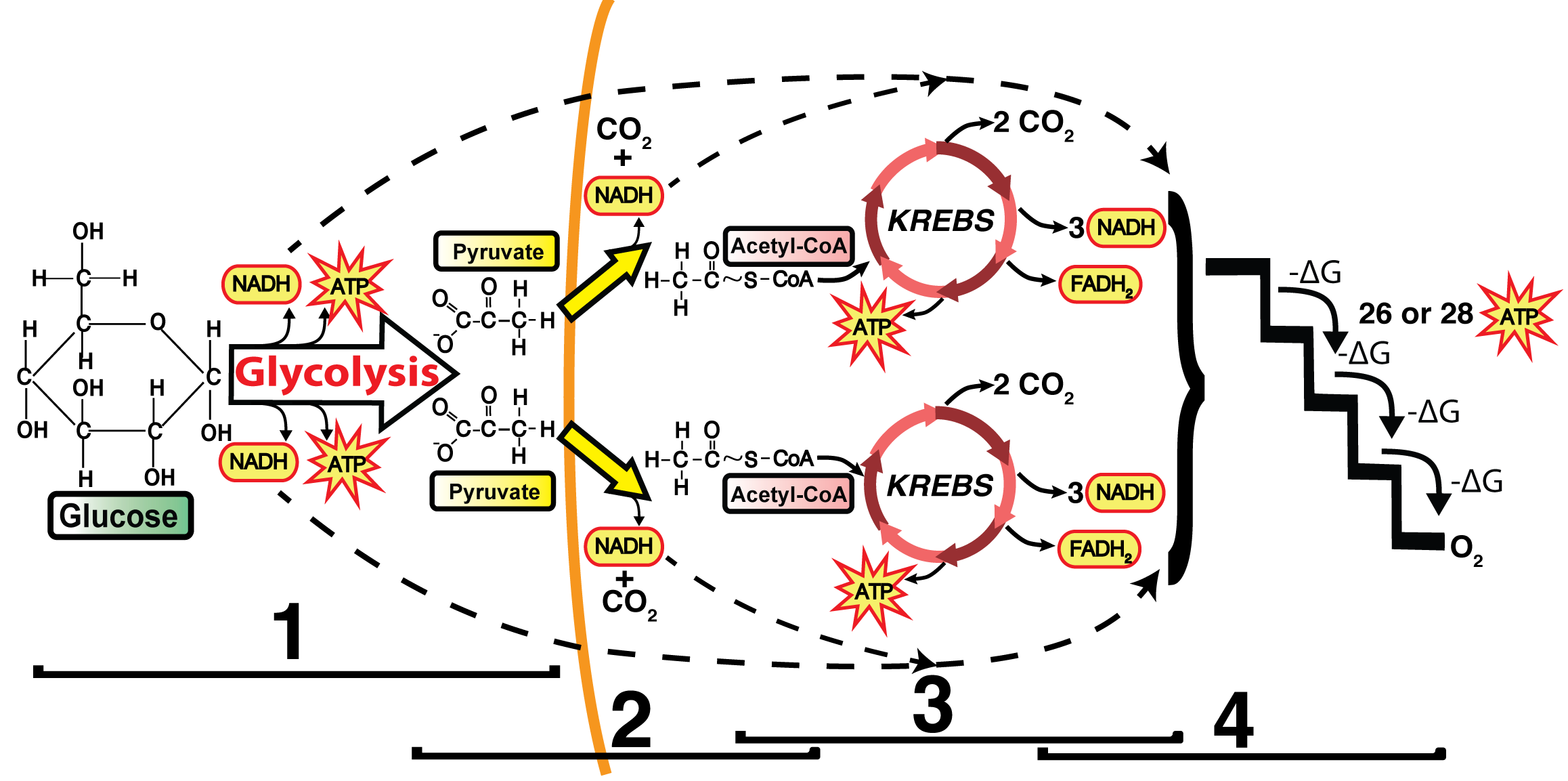 06_for-every-glucose-w-etc_for-every-glucose-w-etc