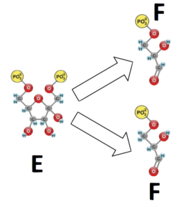06_glycolysis-cleavage