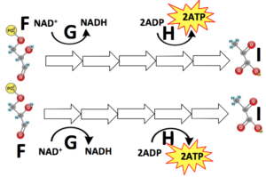 07_glycolysis-harvest