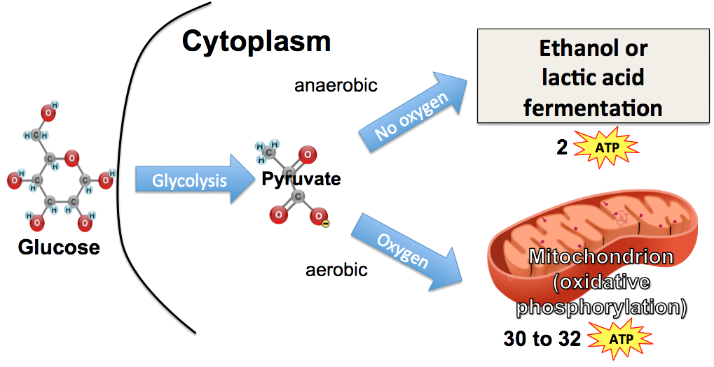 10_aerobic-v-anaerobic-respiration