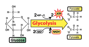 11_very-simplified-glycolysis