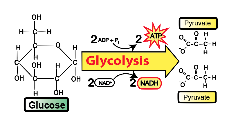 11_very-simplified-glycolysis