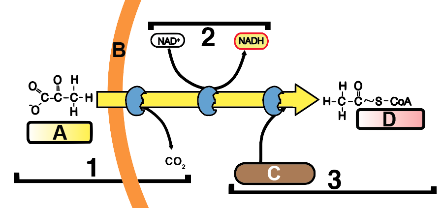 01b_link-reaction-numbered-and-lettered