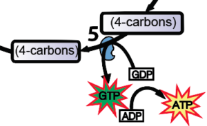 09_gtp-as-an-intermediate-in-phosphorylation