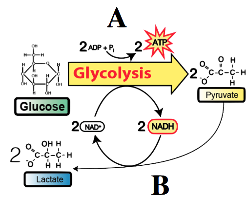 19_lactate-fermentation-with-letters