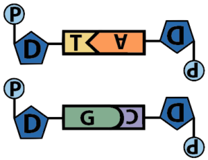 02a_base-pairing-entire-nucleotides-schematic