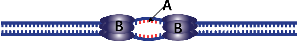 21b_origin-of-replication-lettered