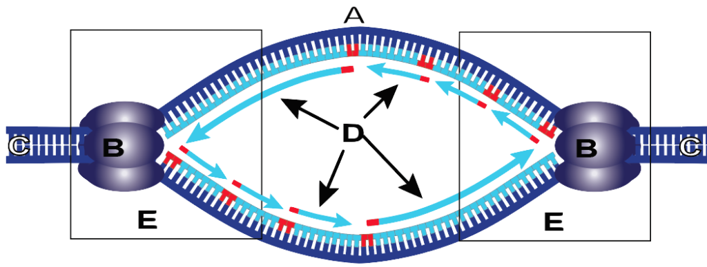 22a_replication-bubble-showing-two-forks-lettered