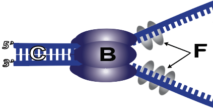 23b_single-strand-binding-proteins-lettered