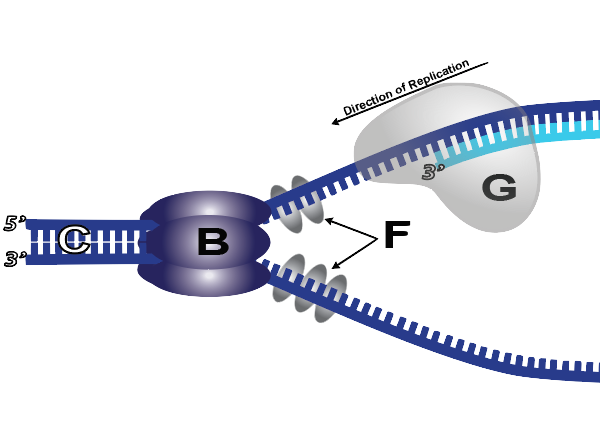 23c_dna-polymerase-lettered