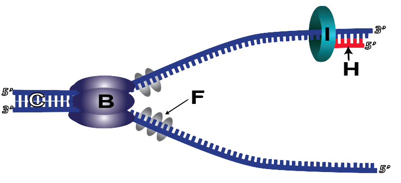 24a_rna-primase-and-primer-lettered