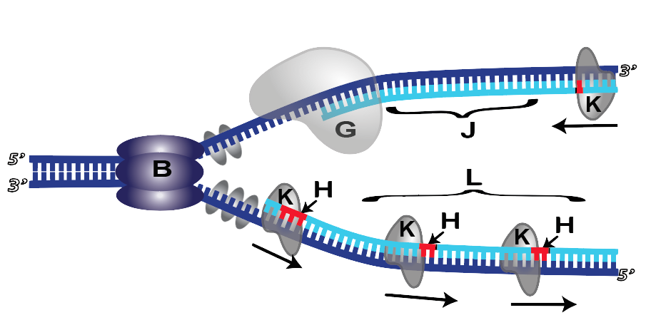28b-polymerase-1-removing-primer-lettered