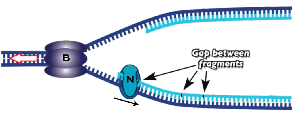 30_ligase-closing-the-gap-lettered