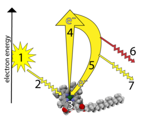 Described under the heading 2. Chlorophyll, photoexcitation, and photosystems.