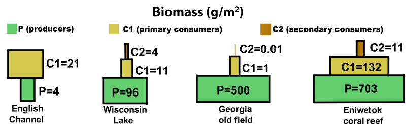 Comparison of biomass pyramids where biomass is measured in grams per square meter, P signifies producers, C1 signifies primary consumers, and C2 signifies secondary consumers. English Channel: P=4, C1=21. Wisconsin Lake: P=96, C1=11, C2=4. Georgia old field: P=500, C1=1, C2=0.01. Eniwetok coral reef: P=703, C1=132, C2=11.