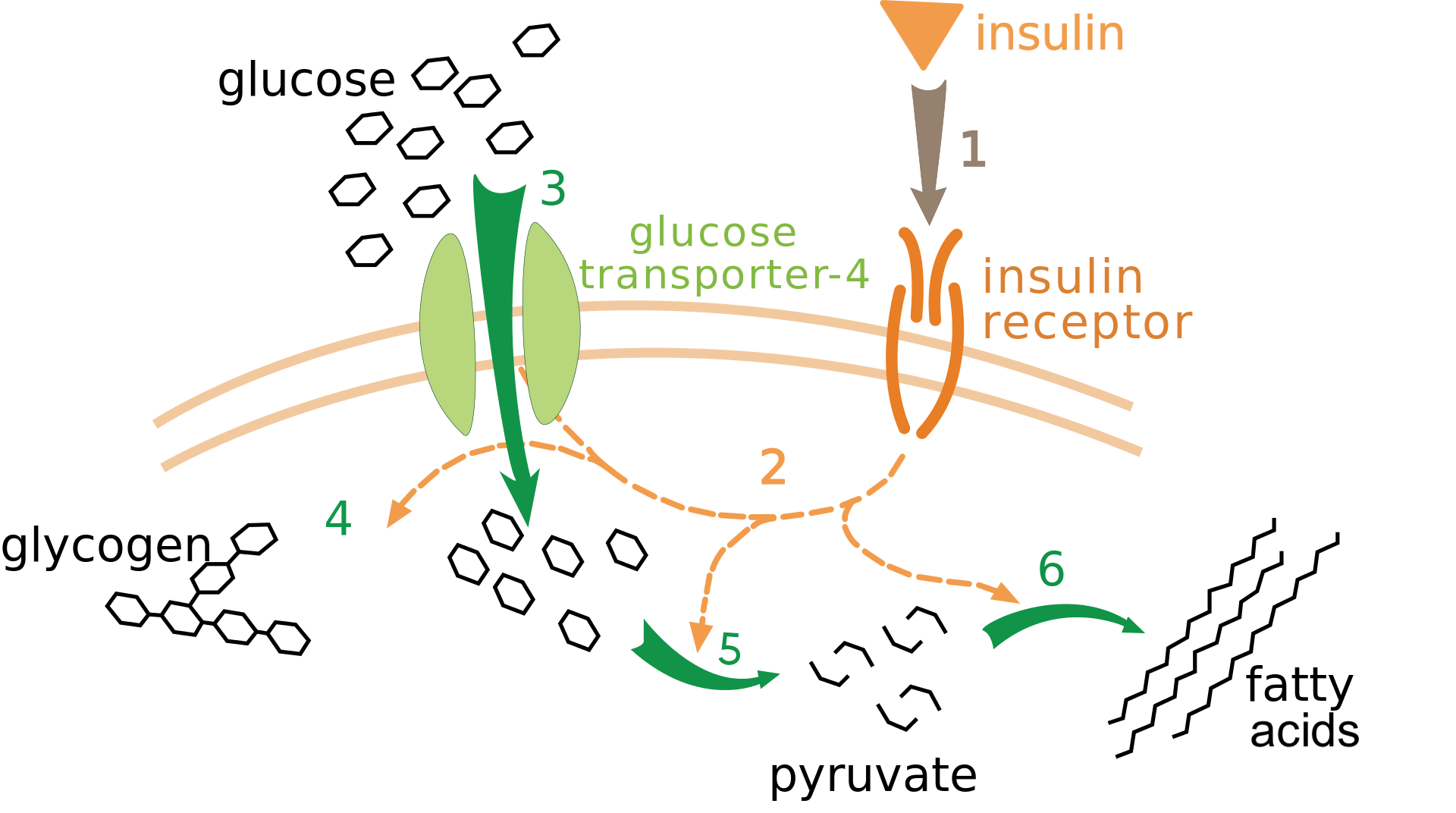 Insulin pathway