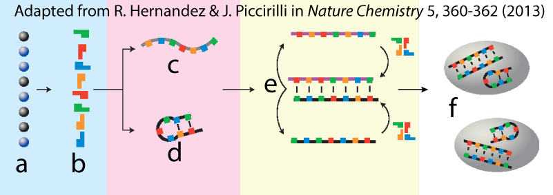 a) Vertical line of disconnected 8 black and blue spheres. Arrow points to b) Vertical line of disconnected green, red, blue, and orange polygons. Arrow points to c) linear strand of colored shapes and to d) strand of colored shapes in a spiral shape. Arrow points to e) strands are being replicated. Arrow points to f) The strands are encapsulated within a membrane.
Adapted from R. Hernandez & J. Piccirilli in Nature Chemistry 5, 360-362 (2013).