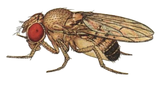 Red-eyed Drosophila fruit fly.