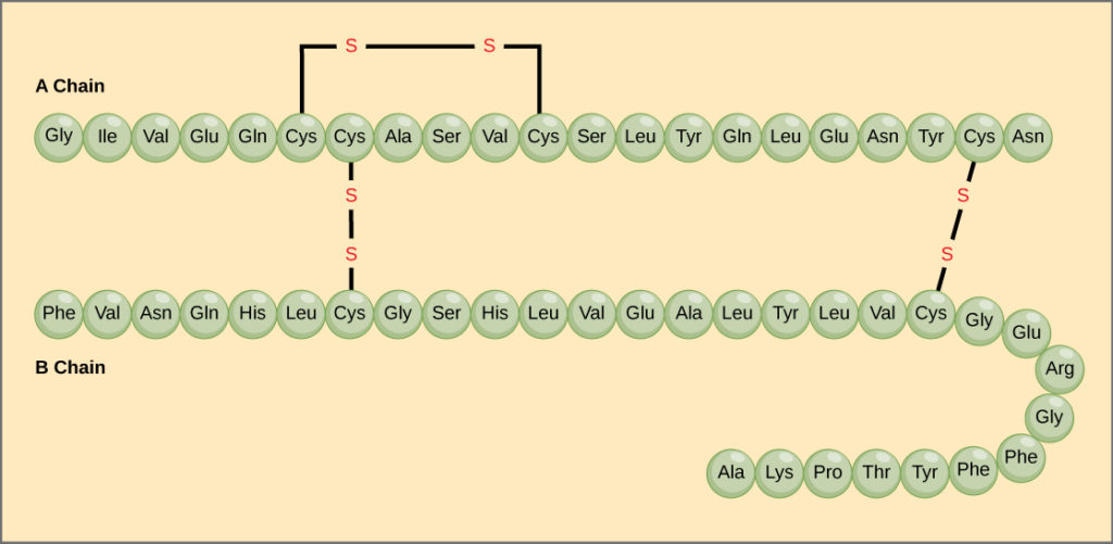 Amino acid structure of insulin. A Chain is straight, while B Chain contains a hairpin turn.