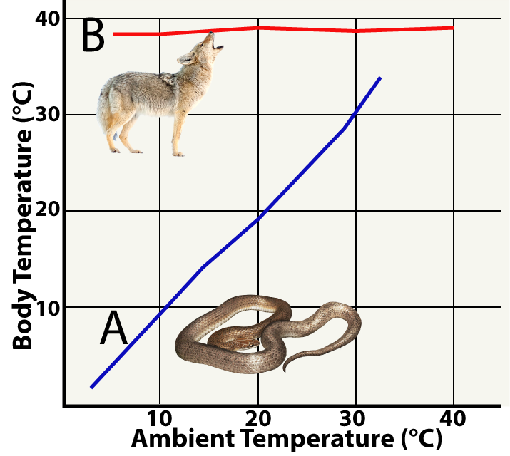 Graph with Ambient Temperature (in Celsius) on the X-axis and Body Temperature (in Celsius) on the Y-axis. Blue line A rises at a regular rate so that body temperature rises along with ambient temperature. A snake is pictured next to line A. Red line B maintains a regular body temperature just below 40 C regardless of the ambient temperature.