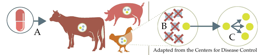 Cow, pig, and chickens ingest pills ("A"). A portion of bacteria inside a chicken are enlarged ("B"). All gray circles have red X's and the yellow circle is unaffected. In "C", the surviving yellow circle replicates and produces more yellow circles. Adapted from the Centers for Disease Control.