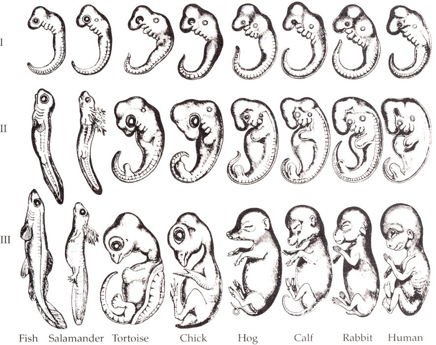 Includes three stages of embryonic development for fish, salamander, tortoise, chick, hog, calf, rabbit, and human.