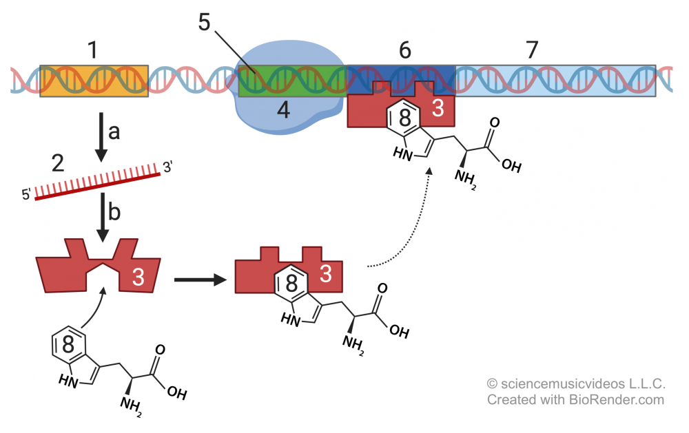 Described under the heading 6. The trp Operon.