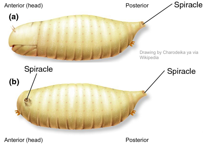 Normal embryo "a" has a head at the anterior end and a spiracle at the posterior end. Bicoid mutant embryo "b" has spiracles at both anterior and posterior ends.