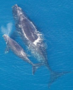 Whale calf blows from its spout as it swims next to its mother.