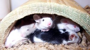 Multiple mice rest in a pile underneath a fake, hollowed-out half log.