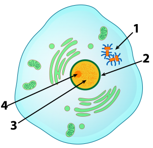 Described under the heading 5a. Interphase.