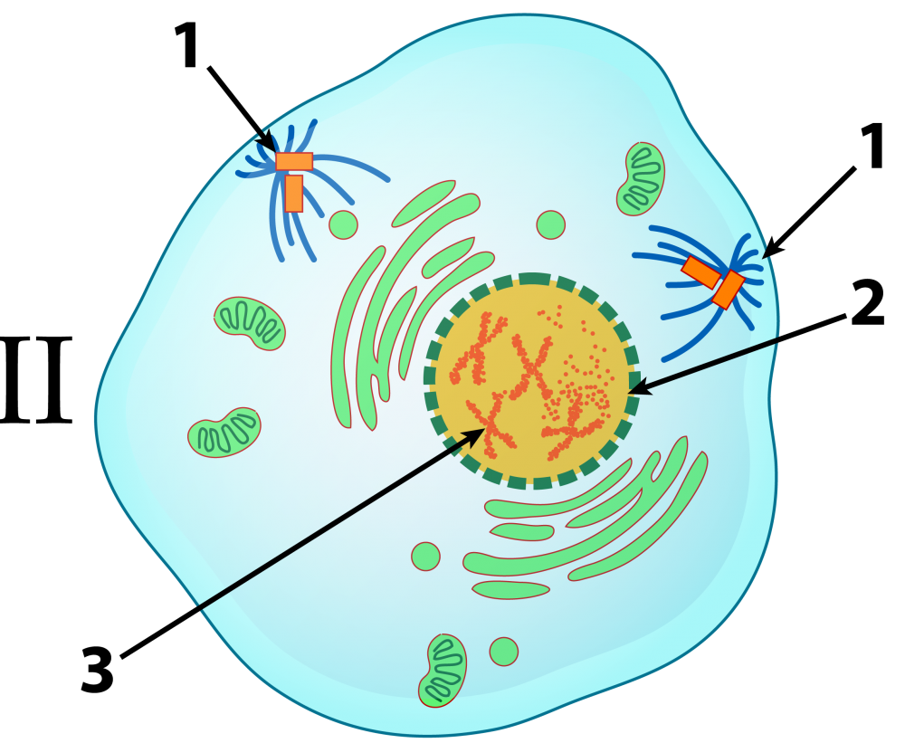 Described under the heading 5b. Prophase.