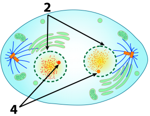 Telophase. Described under the heading 53. Telophase.