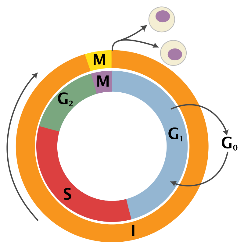 Described under the heading 3. Cell division is one part of the cell cycle.