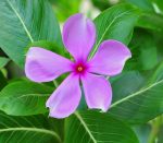 Five-petaled pink flower.